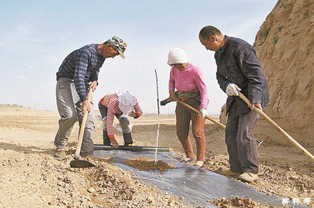 苹果树什么时候种植**？