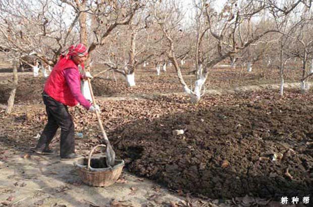 给苹果树施肥要避免什么？