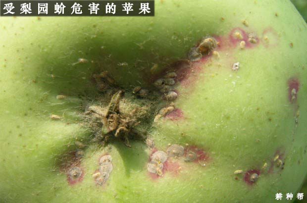 苹果树介壳虫怎么防治？