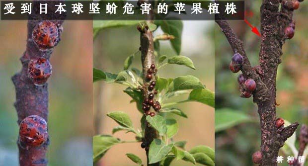 苹果树介壳虫怎么防治？