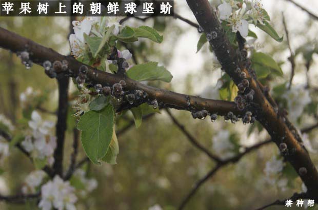 苹果树介壳虫怎么防治？