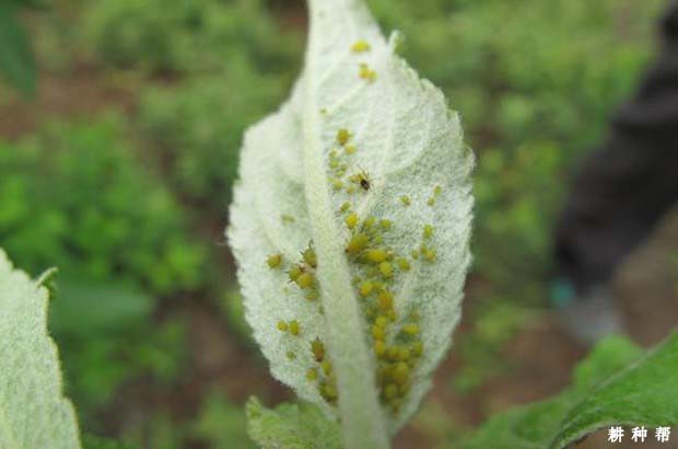 苹果树蚜虫如何防治？