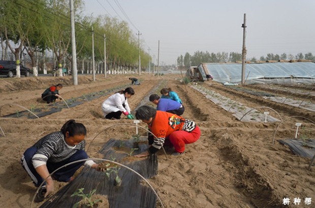 露地西瓜如何种植好？