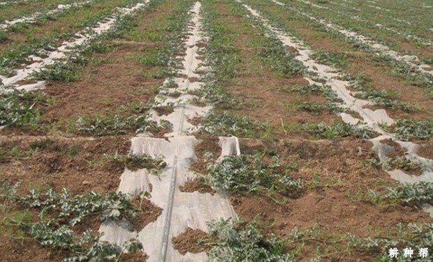 露地西瓜如何种植好？