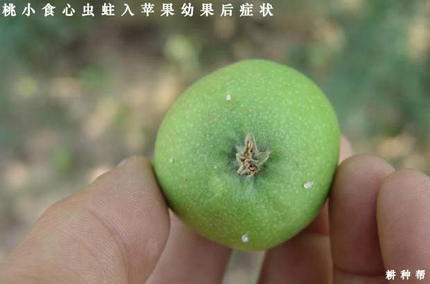 怎么样防治苹果树桃小食心虫？