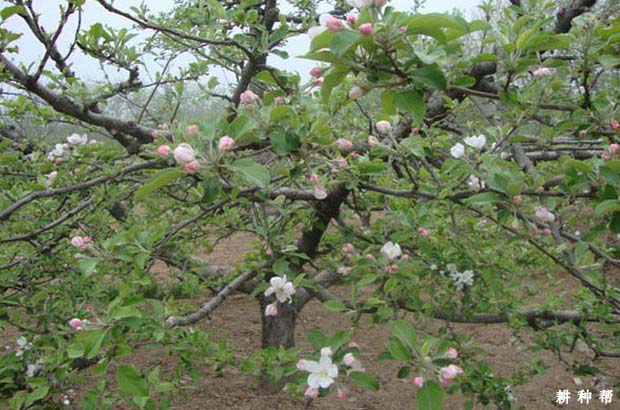 苹果树开花后怎么样管理好？