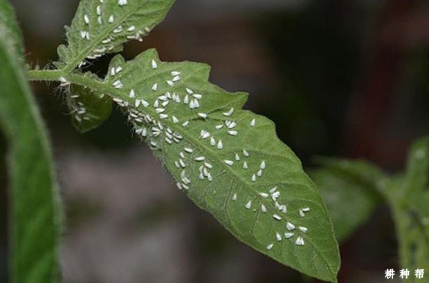 怎么防治西瓜的白粉虱？附图片