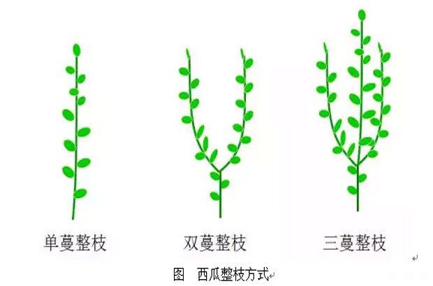 西瓜怎么样整枝压蔓？