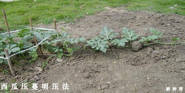 西瓜怎么样整枝压蔓？