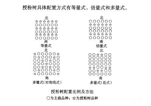 梨树怎么配置授粉树？