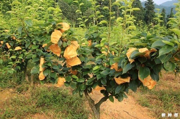 梨树怎么按树龄（生长期）施肥？