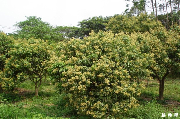 荔枝种植条件有哪些？