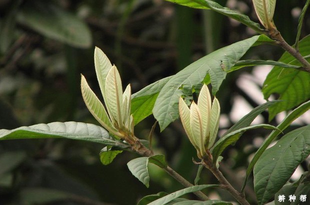 枇杷种植条件有哪些？