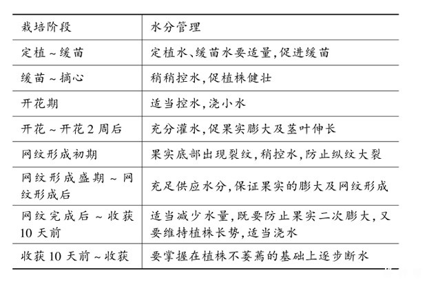 甜瓜管理技术有哪些？