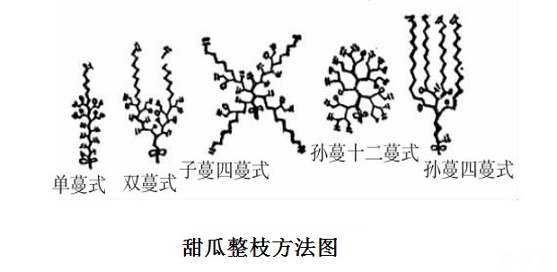 甜瓜管理技术有哪些？