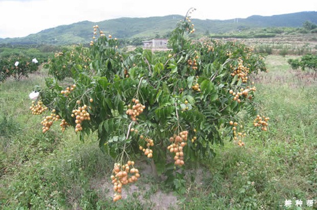 无核黄皮种植条件有哪些？