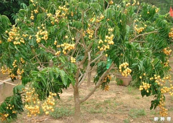 无核黄皮种植条件有哪些？