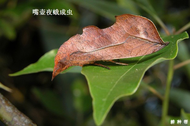 如何防治柑橘吸果夜蛾？附图片