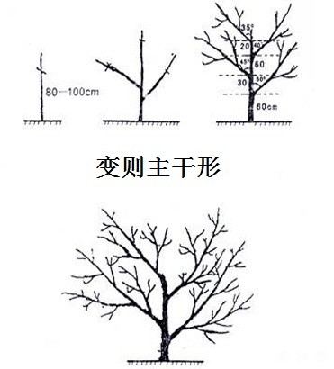 柑橘主要树形有哪些？