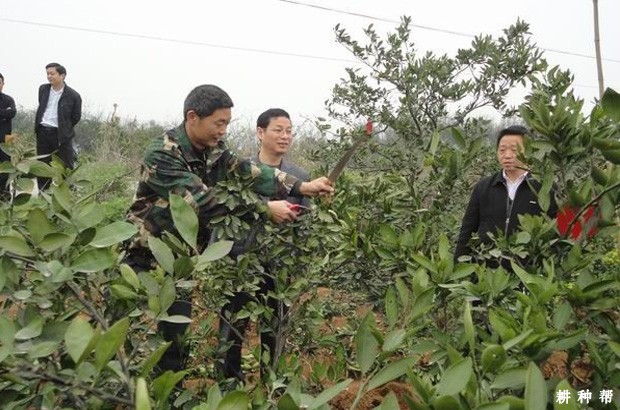 柑橘怎样疏花疏果？