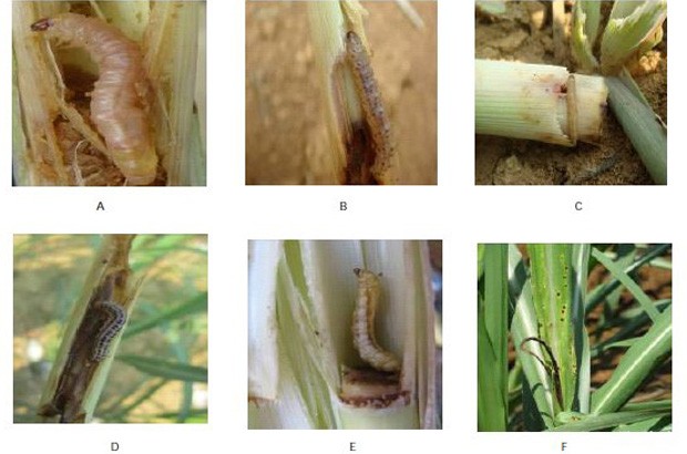 甘蔗二点螟如何防治？附图片