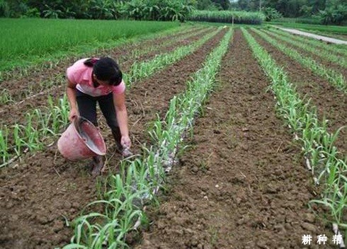 甘蔗除草剂药害如何补救？