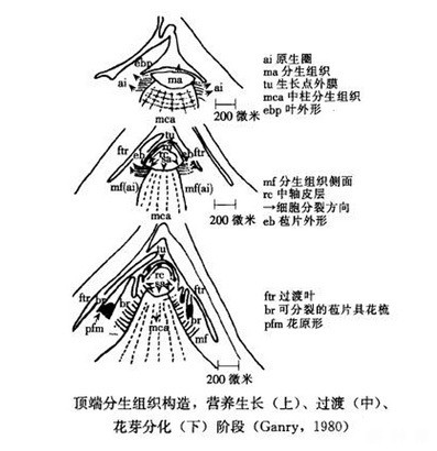 香蕉花芽什么时候分化？