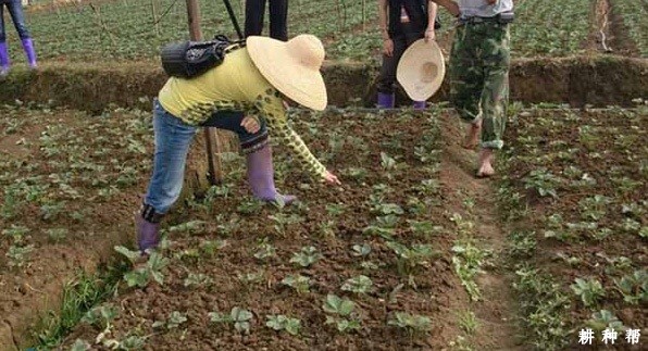 草莓为什么要中耕除草？