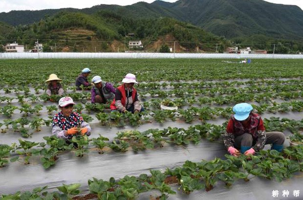 草莓为什么要中耕除草？