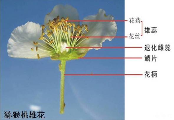 怎样区分猕猴桃的雌雄花？