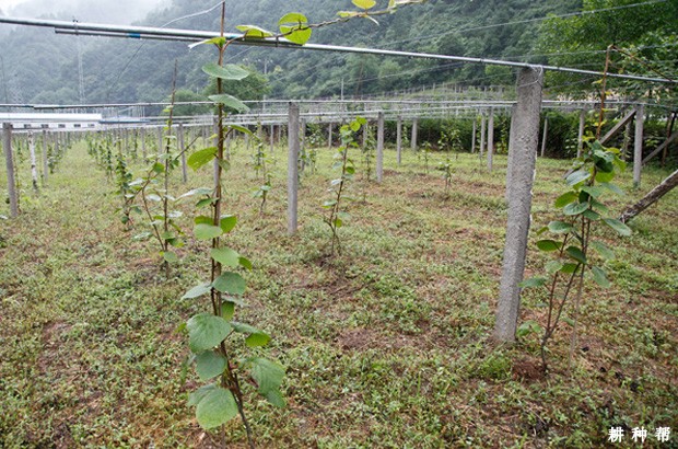 种植猕猴桃怎样追肥？