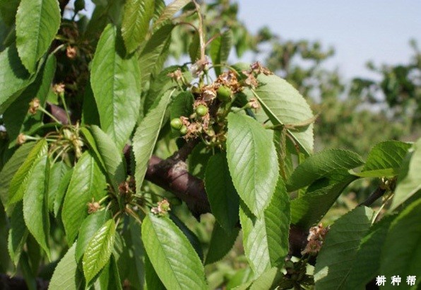 樱桃树花芽什么时候分化？