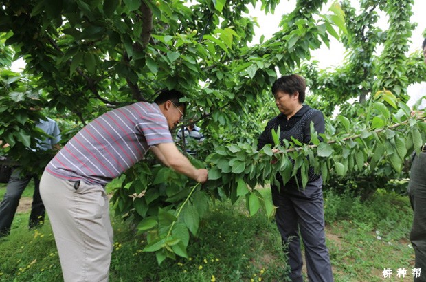 盛果期樱桃树怎样修剪？