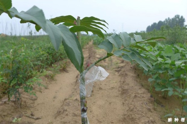 核桃树常用的砧木有哪些？