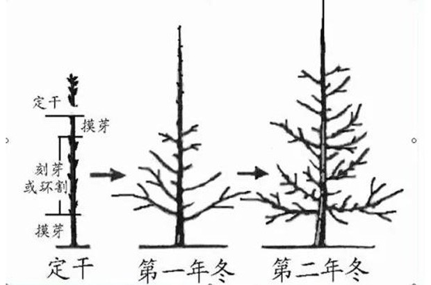 樱桃幼树怎样修剪？