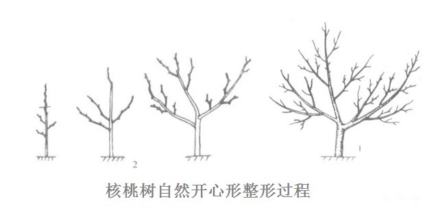 核桃幼树如何整形修剪？