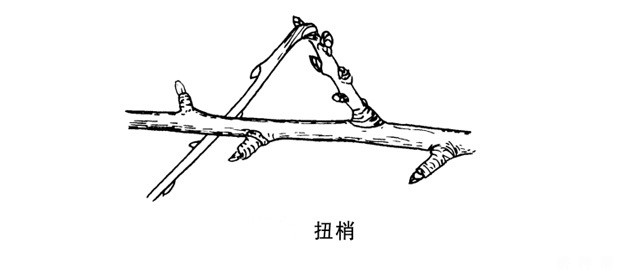 樱桃树冬季夏季如何修剪？