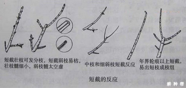 核桃树什么时间修剪适宜？