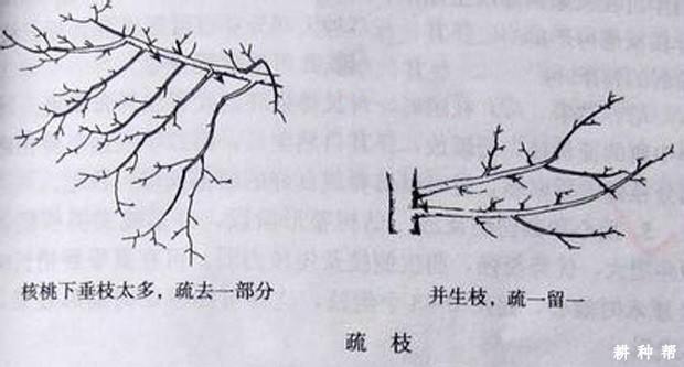 核桃树什么时间修剪适宜？