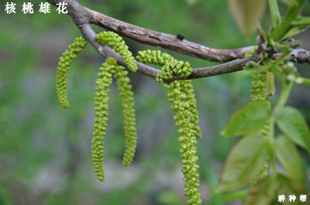 核桃树落花落果怎样预防？