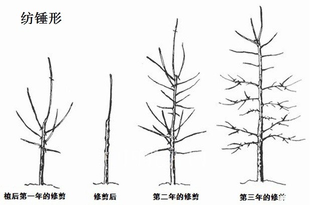 樱桃树一般采用什么树形好？