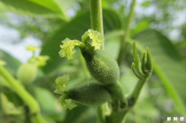 核桃树为什么落花落果？