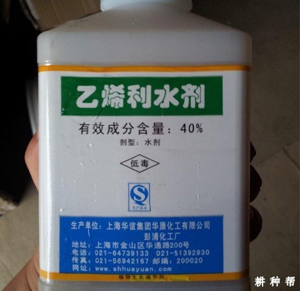 葡萄如何使用乙烯利催熟？