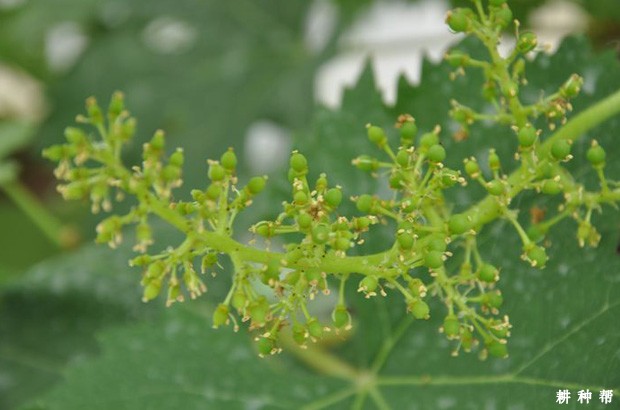 葡萄开花有什么特点？