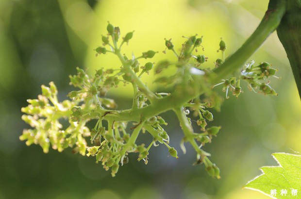 葡萄开花有什么特点？