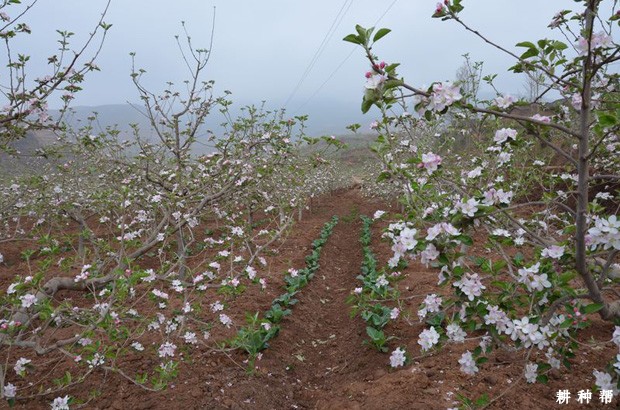 苹果花芽分化差的原因是什么？