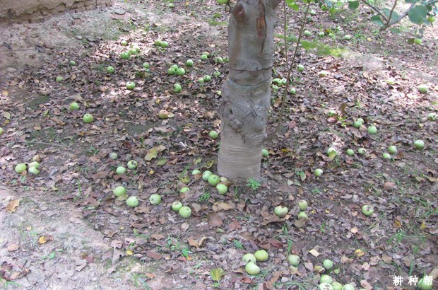 苹果树开花坐果有什么特点？