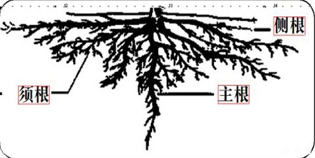 苹果树根系有什么特点？