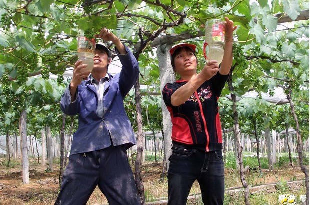 葡萄用什么药剂能提高座果率？