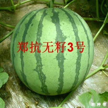 郑抗无籽3号西瓜品种好不好？